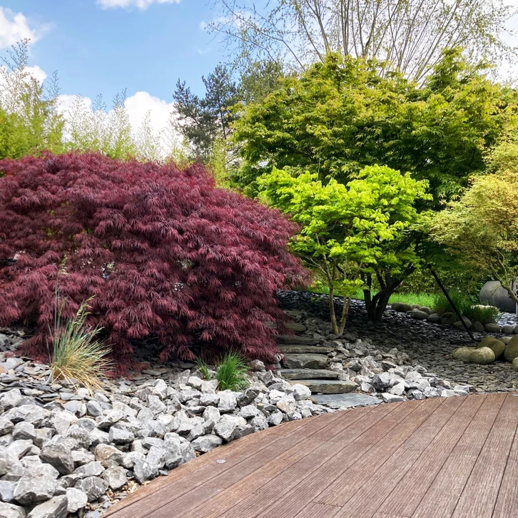 Scène extérieure de jardinage, personne en pull bordeaux tenant délicatement un plant avec motte de terre et mousse entre ses mains au-dessus d'un bac de plantation en bois